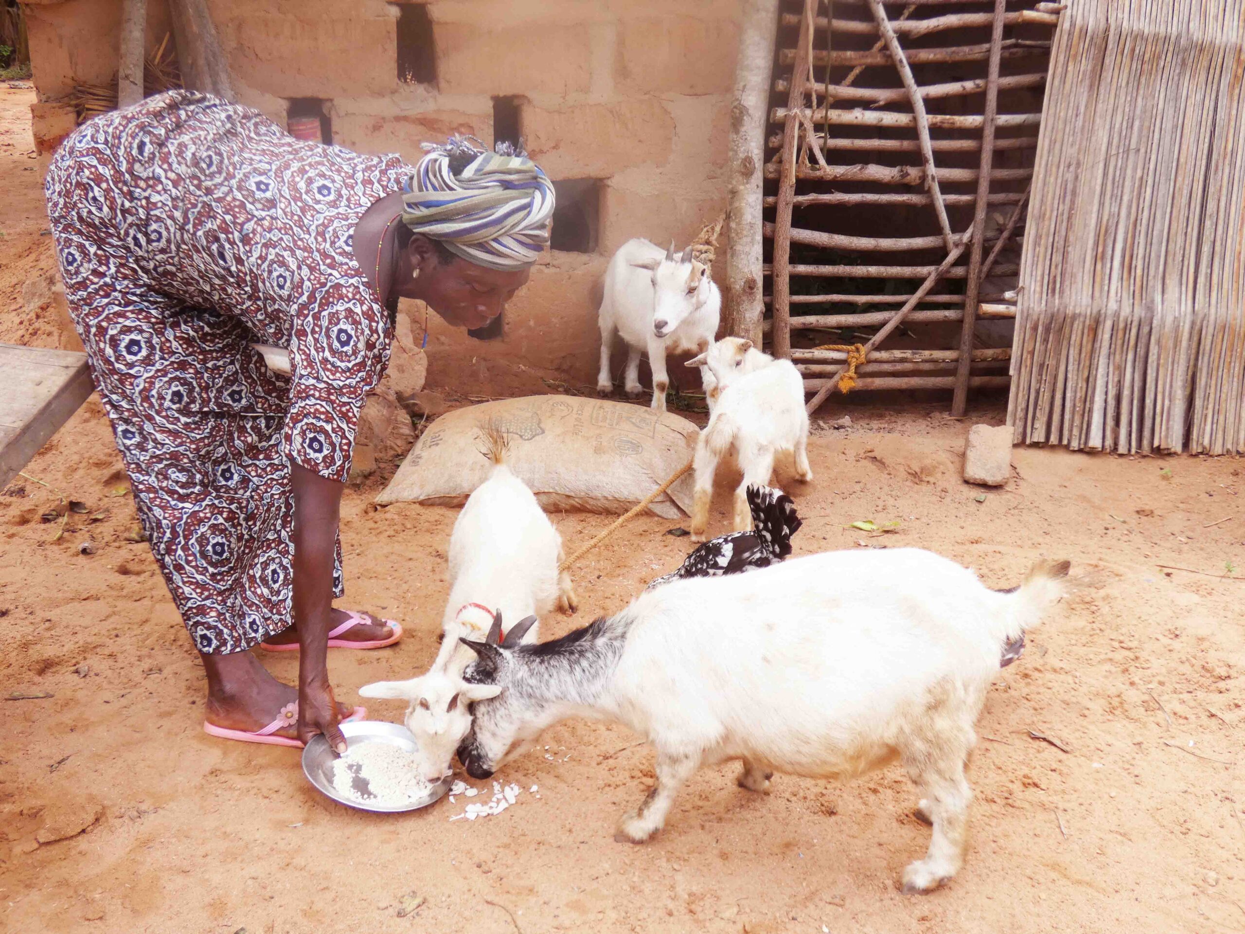 ONG CRIPADD, Elevage de chèvre dans un système d'agriculture intégrée et durable à Kpomassé