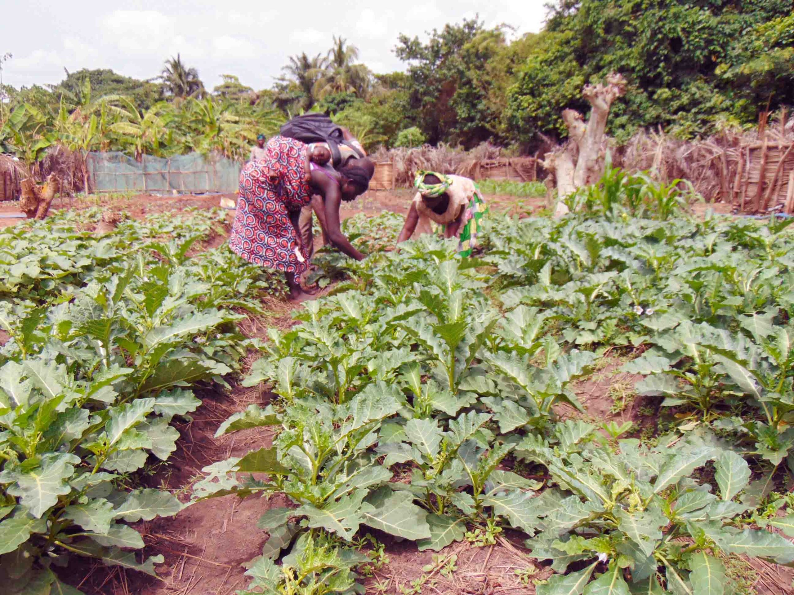 ONG CRIPADD, Ecopole alimentaire à Kpomasse pour une agriculture intégrée et durable