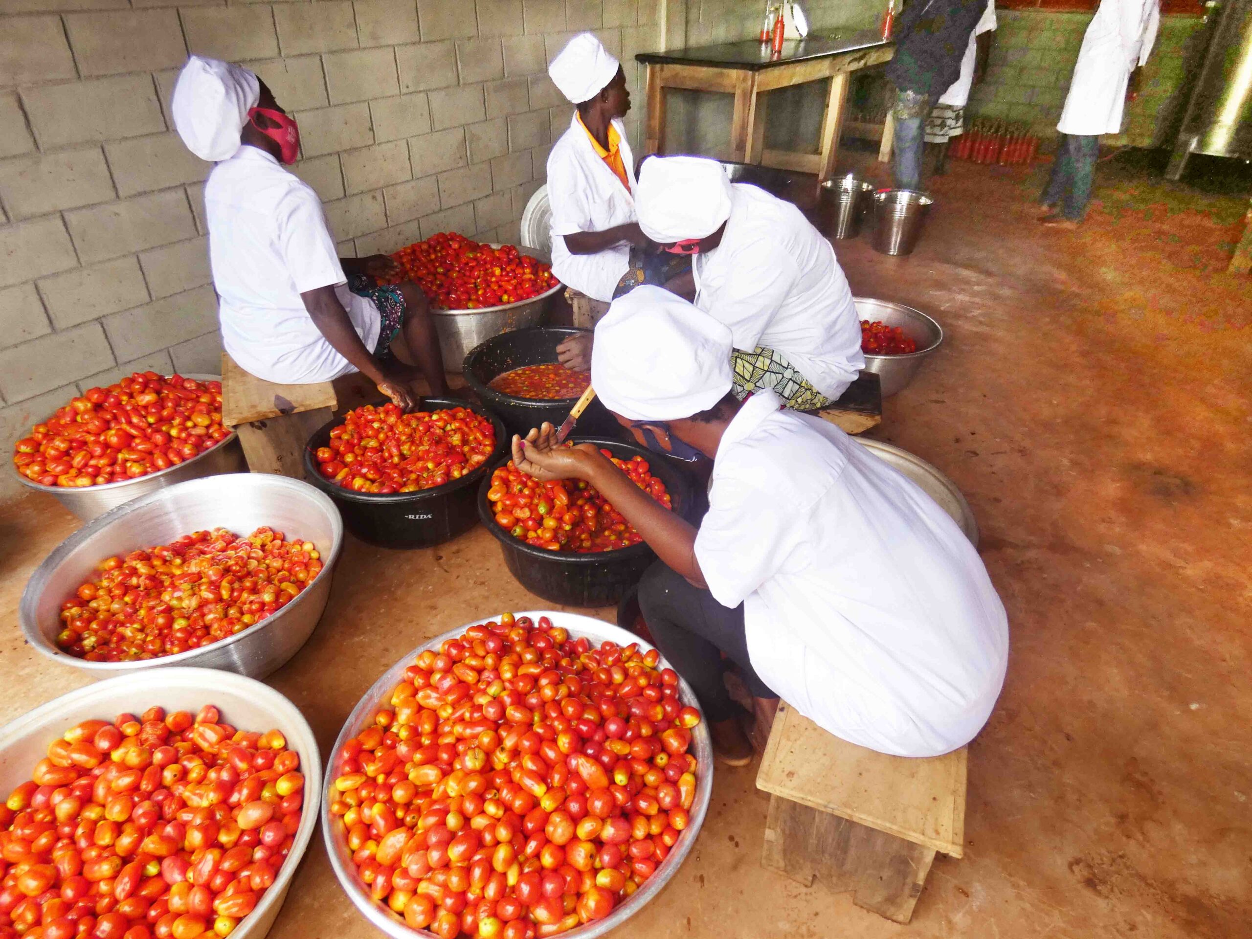 L'ong CRIPADD enseigne des méthodes de conserves de tomates à Kpomassè pour valoriser les surplus